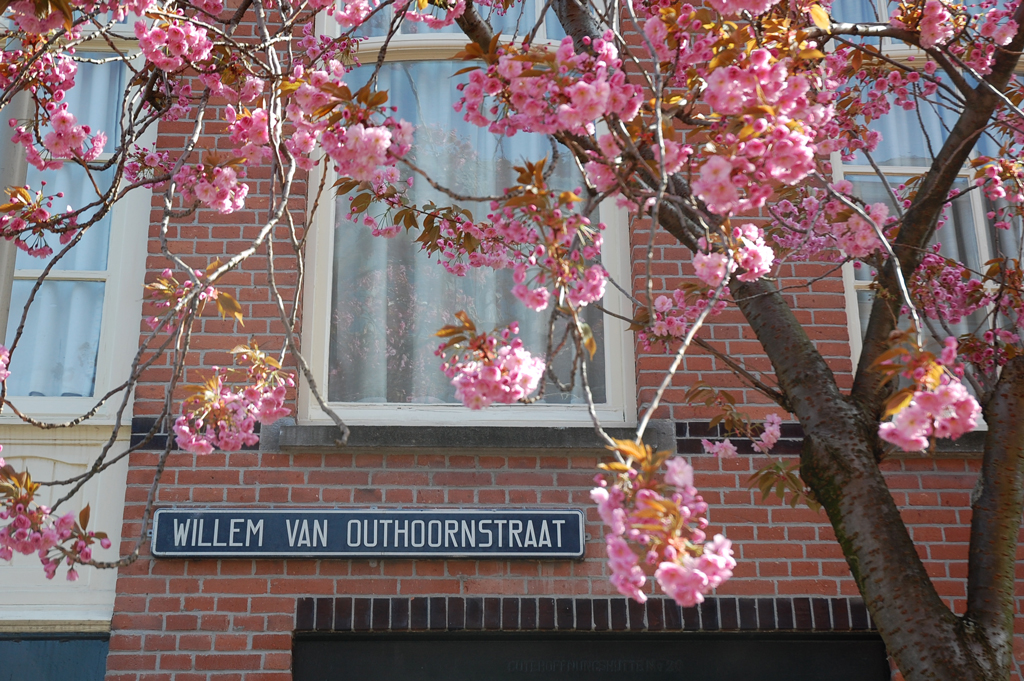 Willem Van Outhoornstraat Bloesem Eind April