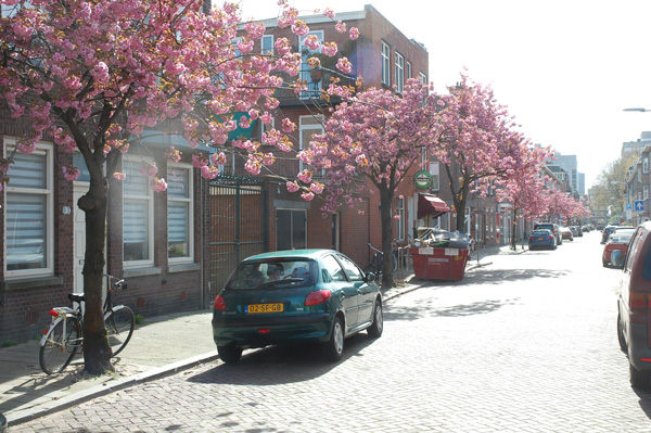 Bloeiende bomen in Willem van Outhoornstraat.