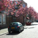 Brief 14 Juli Over Voorkeur Voor Boomsoort In De Willem Van Outhoornstraat