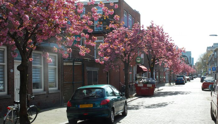 Brief 14 Juli Over Voorkeur Voor Boomsoort In De Willem Van Outhoornstraat