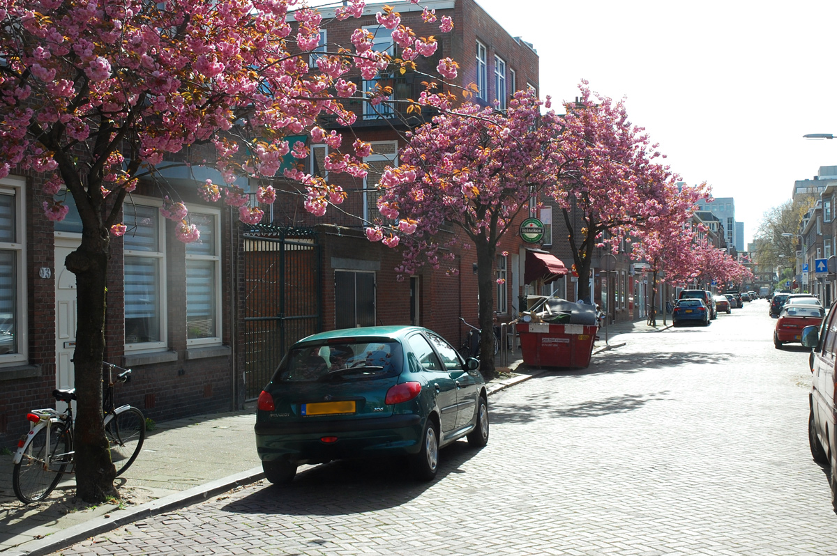 Bloeiende Bomen In De Willem Van Outhoornstraat In Den Haag